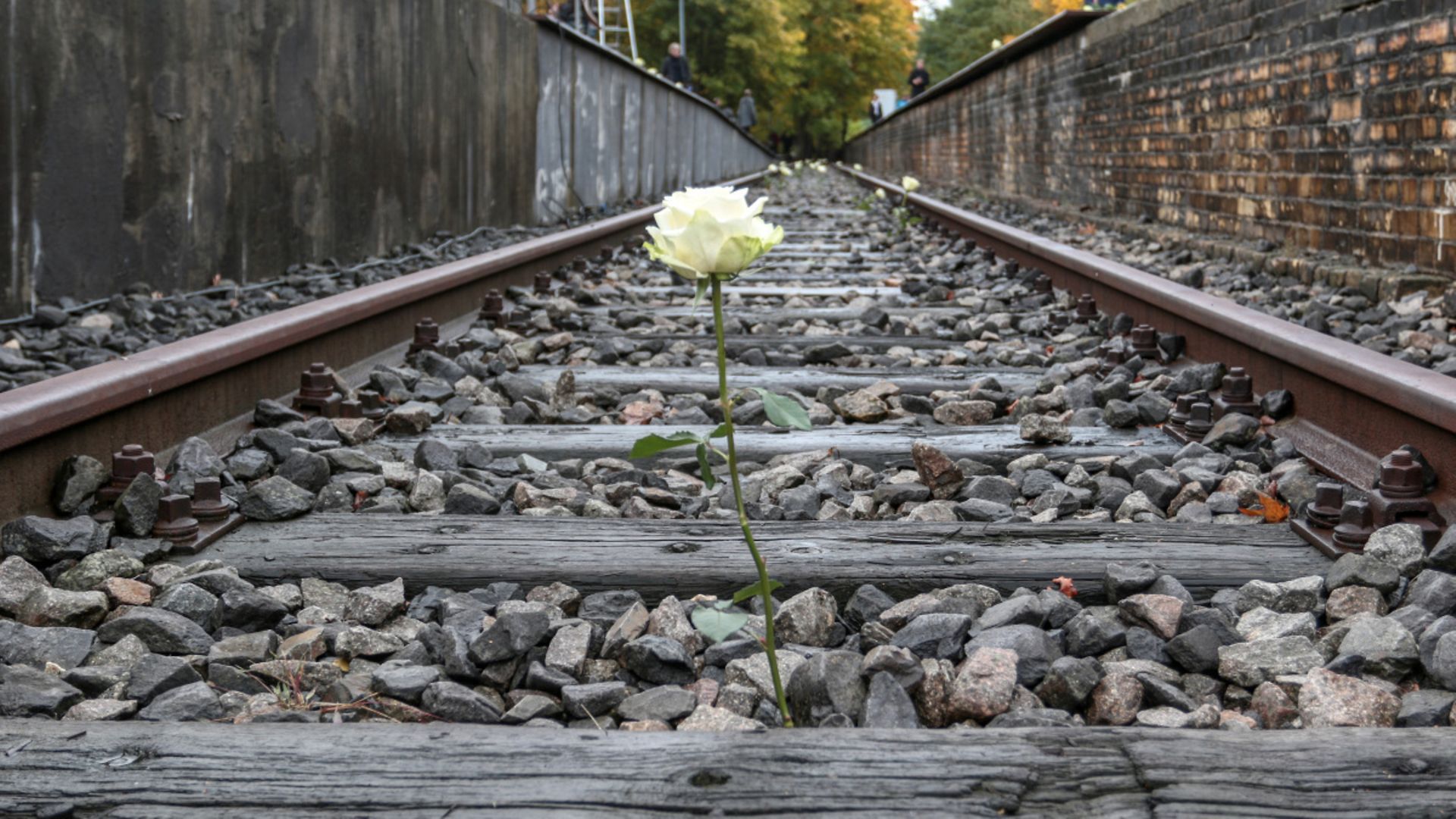 weiße Rose im Gleisbett